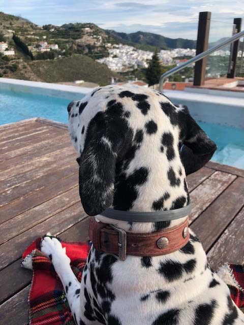 hotel-que-admite-perros-en-malaga-en-la-costa-del-sol-1