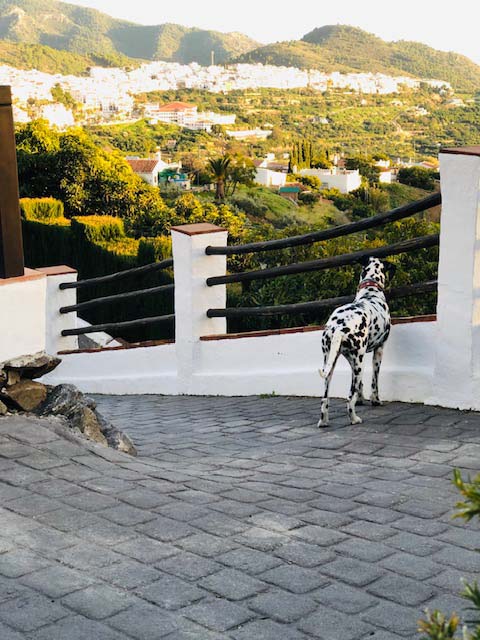 hotel-que-admite-perros-en-malaga-en-la-costa-del-sol-2