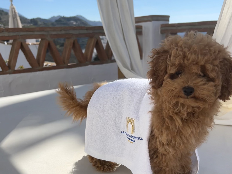 hotel en frigiliana encanto piscina petfriendly 1